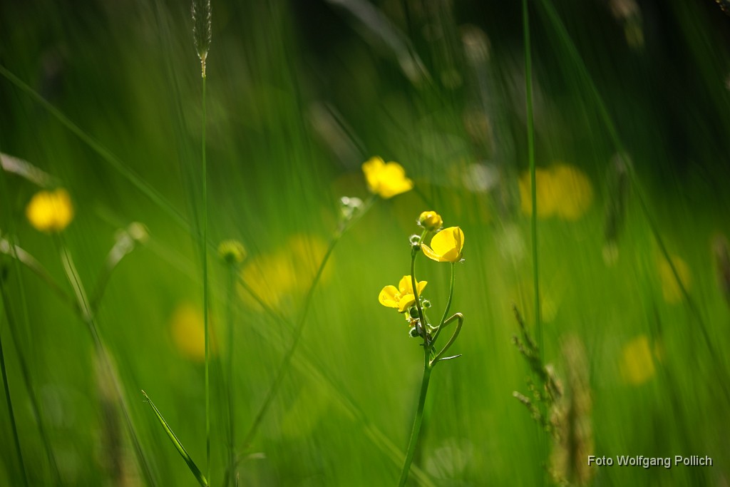 2018-05-06_011_Butterblume im Biotop_WP.JPG
